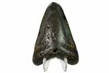 Bargain, Fossil Megalodon Tooth - North Carolina #153107-2